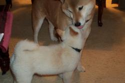 开云体育中国-东决关键战焦点战，奥地利力克克罗地亚的战术启示