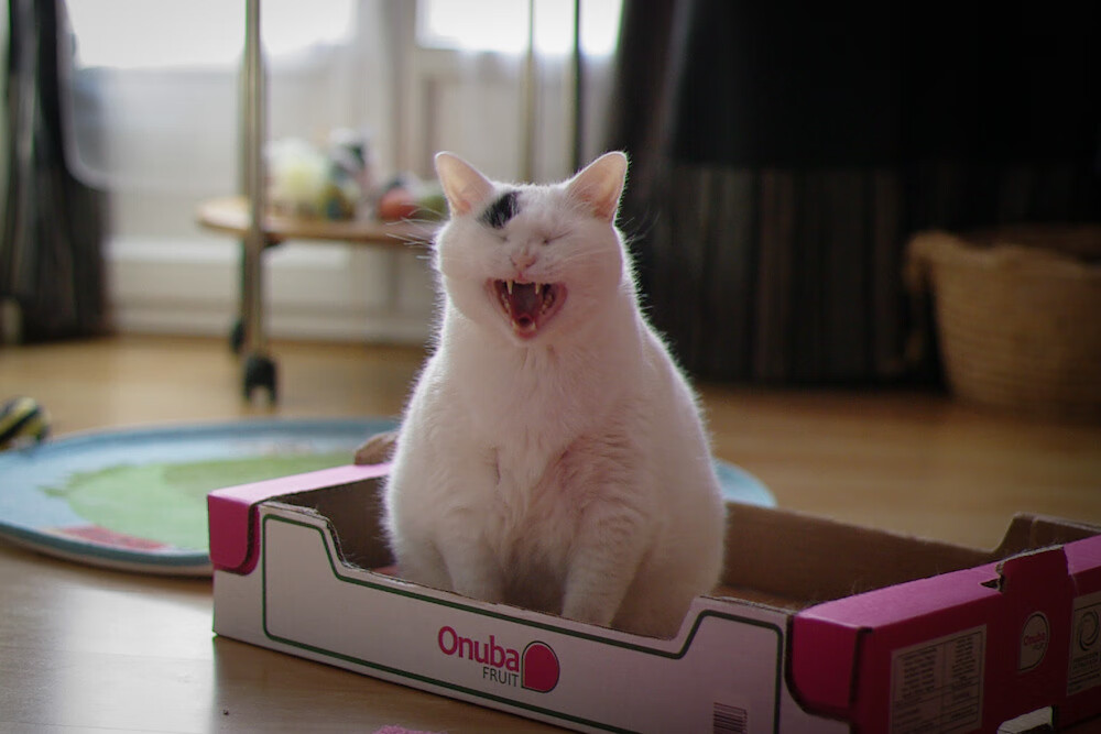 赛道与球场,当布伦森接管F1街道赛,黄蜂在淘汰赛蛰伤魔术