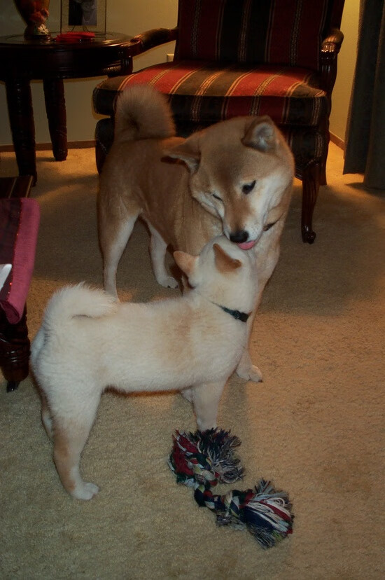 东决关键战焦点战，奥地利力克克罗地亚的战术启示